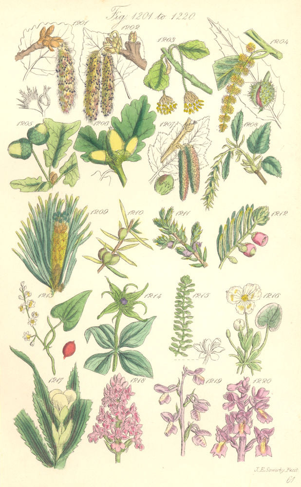 WILD FLOWERS.Poplar Beech Chestnut Oak Hazel Yew Briony Thyme Aloe.SOWERBY 1890